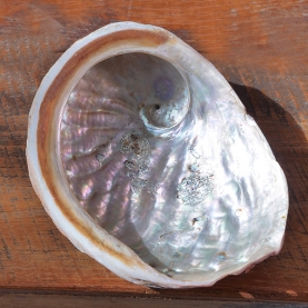 Abalone shell incense holder